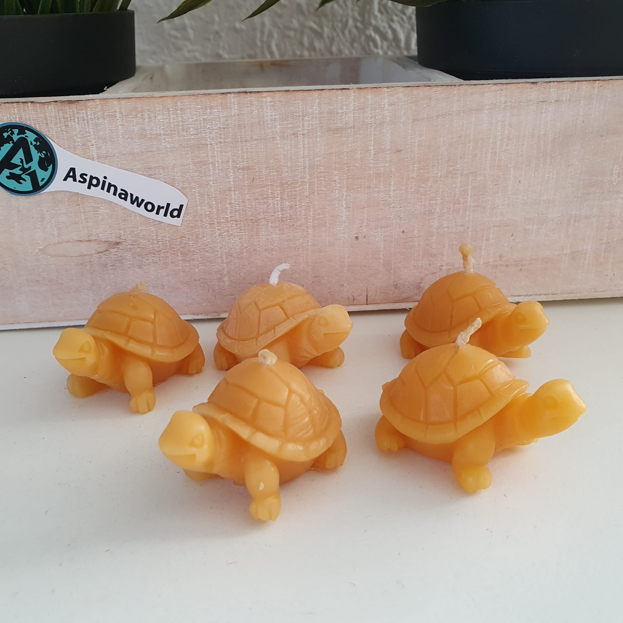 Bienenwachskerze Schildkröten Kerze 5er Set