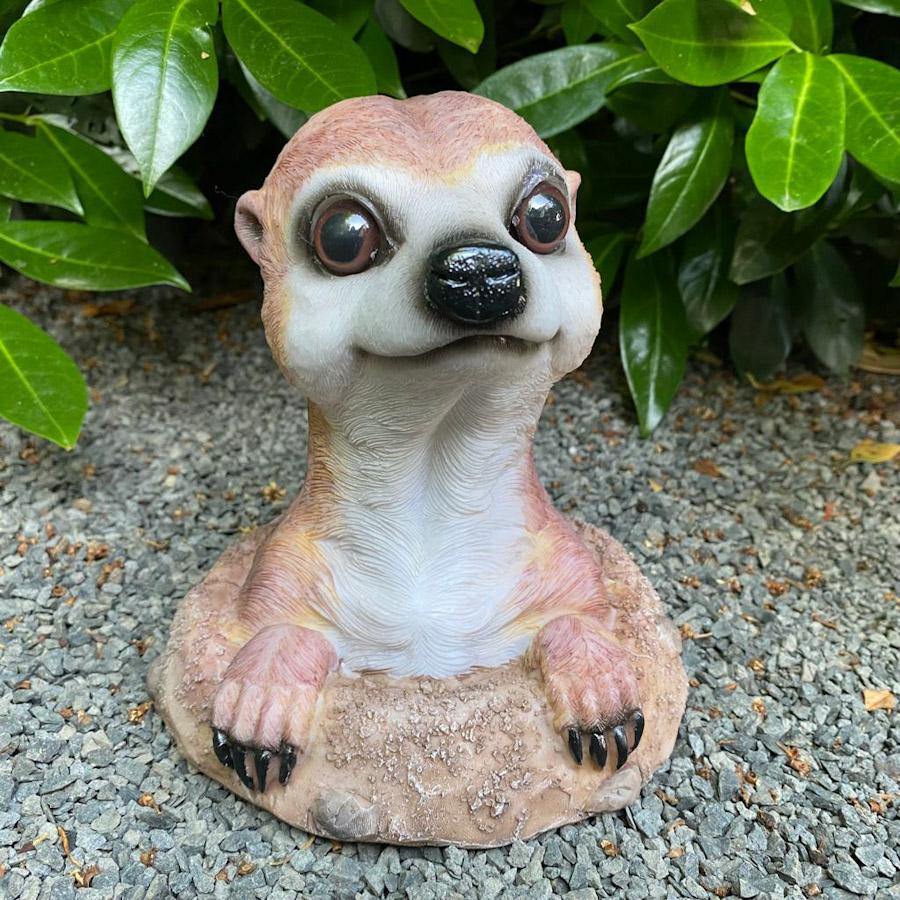 Erdmännchen schaut aus seinem Loch 17 cm